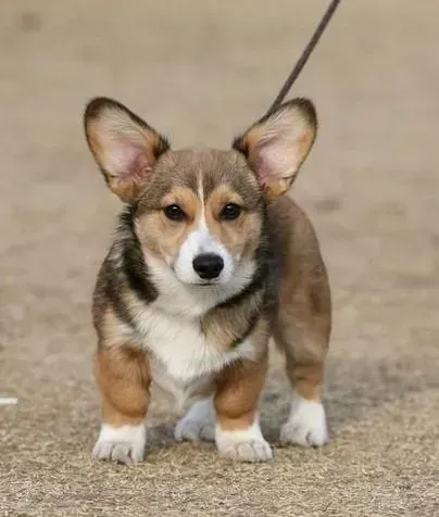 柯基犬|柯基犬最近总腹泻，应如何调理它的肠胃