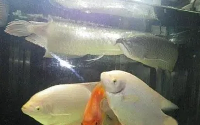 招财鱼红斑病怎么治 通过药物治疗 | 招财鱼