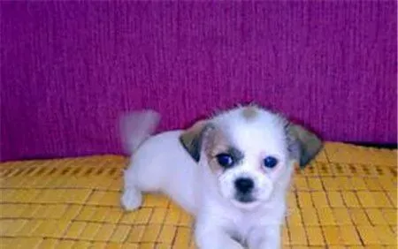 蝴蝶犬怎么训练如厕 蝴蝶犬想上厕所的时候来训练 | 蝴蝶犬