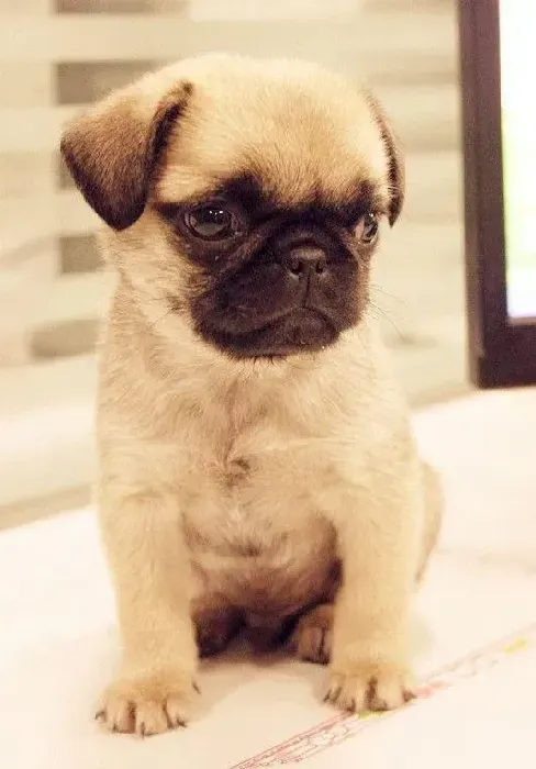 巴哥犬|怎样让才出生的巴哥犬感受到你周到的服务
