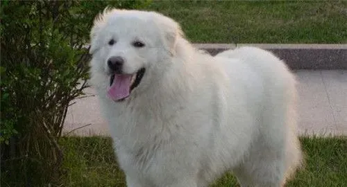大白熊犬看家能力 看家能力中等具有辨识能力 | 大白熊犬