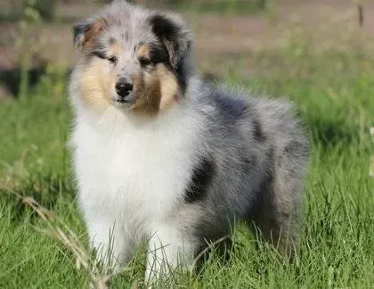 苏格兰牧羊犬|了解苏格兰牧羊犬的睡眠特点