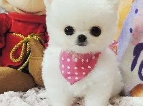 博美犬|博美犬食盆和容器选择的大学问