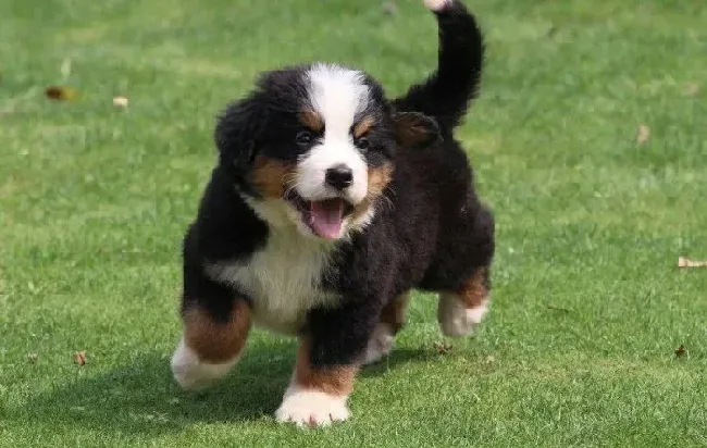 伯恩山犬|伯恩山犬拉稀是不是肚子里有虫子