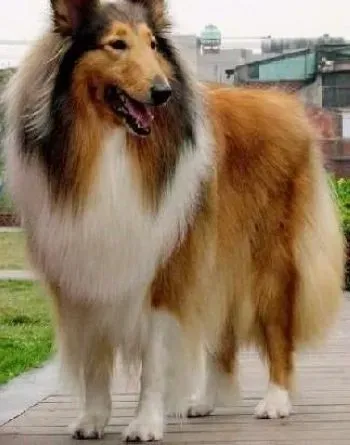 苏格兰牧羊犬|牙好胃口好 如何清理苏格兰牧羊犬牙齿