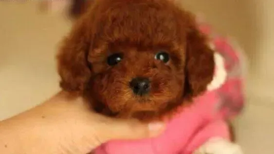 贵宾犬|贵宾犬不吃饭的应对方法