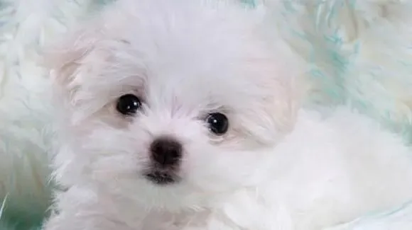 卷毛比熊犬习性 对居住环境的要求很高 | 卷毛比熊犬