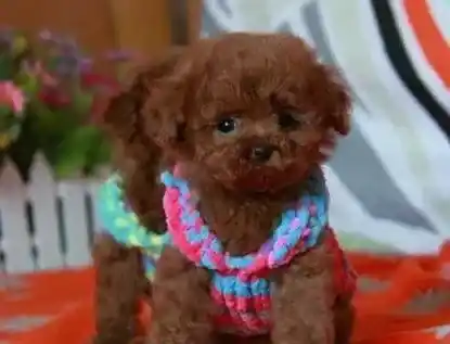 贵宾犬|贵宾犬训练原则大综合