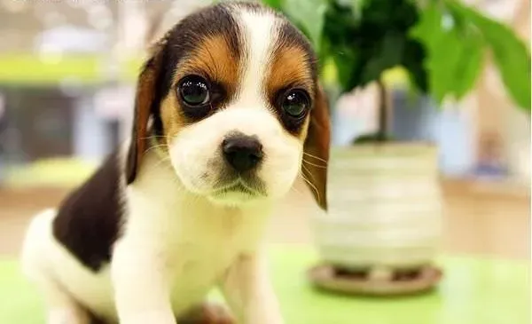 比格犬|比格犬喜欢炎热吗