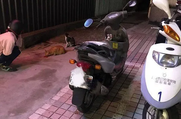 遇到猫警探了！浪喵霸占警用机车伪装黑猫警长 | 猫