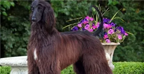 阿富汗猎犬长毛 其高雅威武的外观 | 阿富汗猎犬