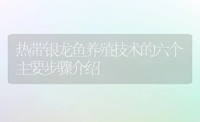 热带银龙鱼养殖技术的六个主要步骤介绍 | 鱼类宠物