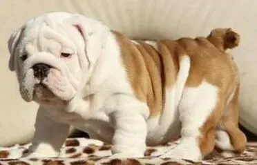 英国斗牛犬|斗牛犬患上螨虫会传染给人类吗