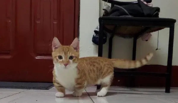 装狠的小短腿！ 猫咪全身炸毛装凶挑衅爸爸 | 猫
