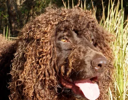 爱尔兰水猎犬爱吃什么 和不能吃的东西 | 爱尔兰水猎犬