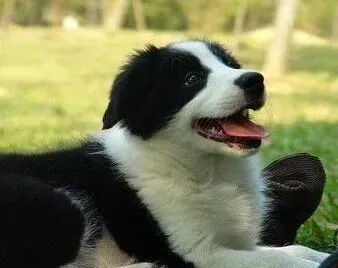 边境牧羊犬|为什么我家边境牧羊犬眼睛周围红肿