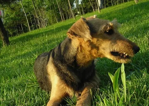 万能梗犬多大开始拔毛 万能梗的毛发护理 | 万能梗