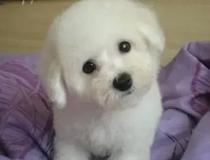 比熊犬|听话的比熊犬是这样训练出来的