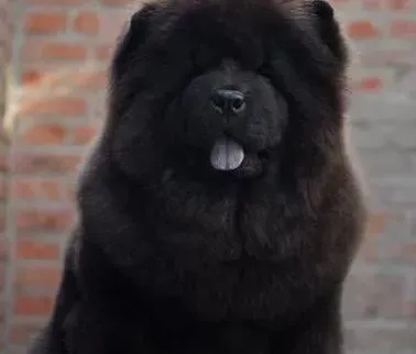 松狮犬|训练松狮犬“待着不动”的有效方法