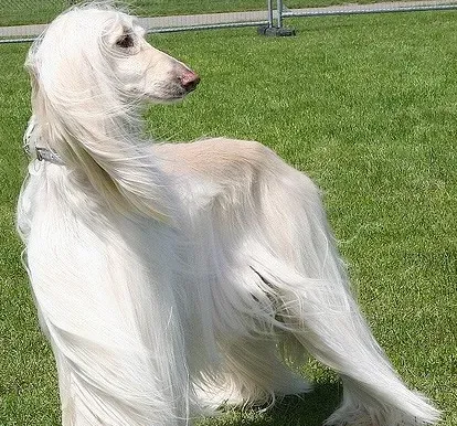 阿富汗猎犬长毛 其高雅威武的外观 | 阿富汗猎犬