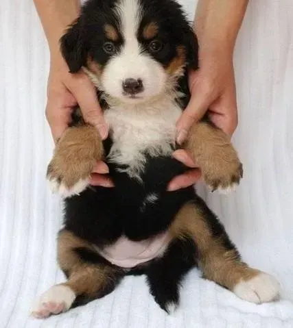 伯恩山犬|如何正确认知伯恩山犬对某些事物的恐惧感