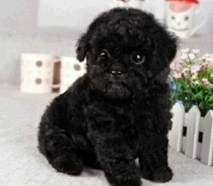 泰迪犬|不同颜色的纯种泰迪犬配种会影响下一代的纯度吗