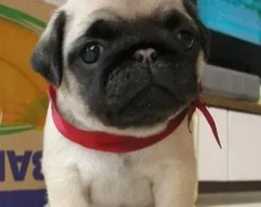 巴哥犬|巴哥犬后腿骨折了大概多少天能好