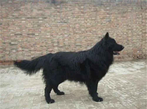 比利时牧羊犬与黑熊犬 黑熊犬头部短吻部宽 | 比利时牧羊犬