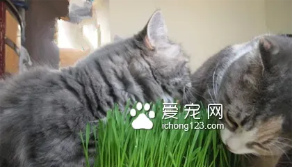猫咪吃什么好 要注意食物的营养全面 | 猫咪