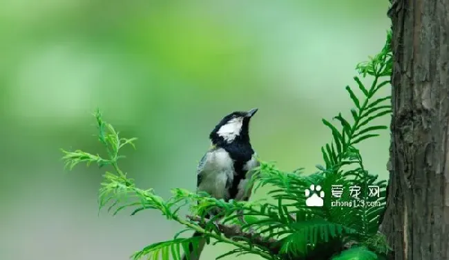 百灵鸟传染病怎么防治 百灵鸟传染病用药方法 | 