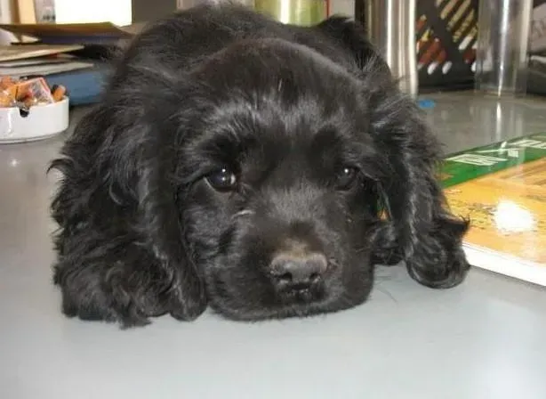 可卡犬|护理常识 如何让高龄可卡犬安享晚年