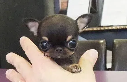 吉娃娃|怎样才能不惹恼吉娃娃
