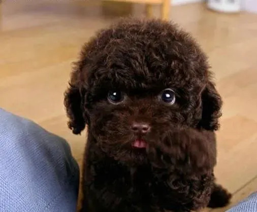 贵宾犬|养宠小知识 主人们要让贵宾犬多接触他人