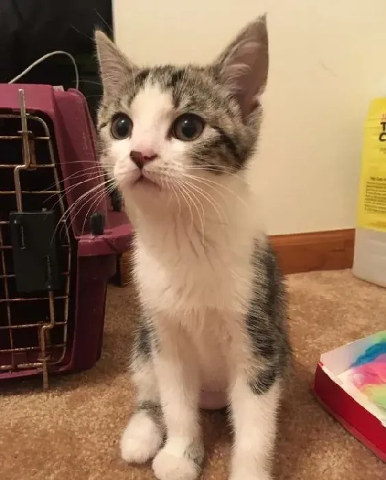 喵星人的魅力！声称不养猫的爸爸也难逃喵手 | 猫
