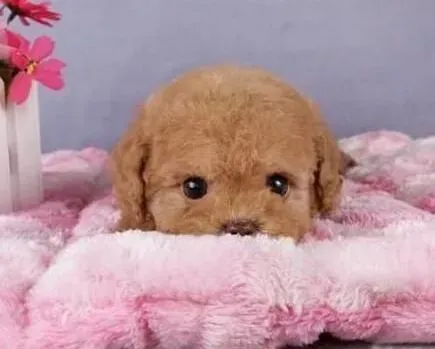 泰迪犬|防晕车训练 泰迪犬可以和主人一起坐车出行啦