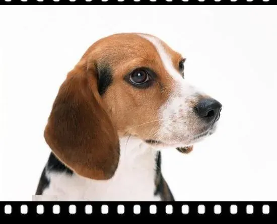 比格犬|饲养比格犬需要注意哪些事项