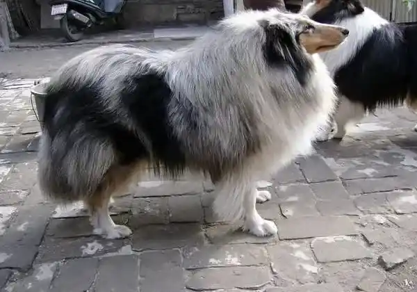 苏格兰牧羊犬|想要解决苏格兰牧羊犬夏季炎热的问题可以选择剃毛