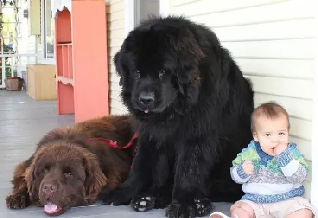 纽芬兰犬凶不凶 纽芬兰犬不凶十分友善的 | 纽芬兰犬