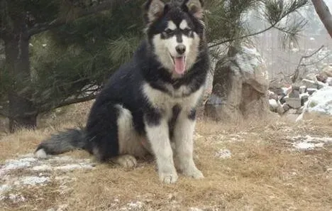 阿拉斯加犬|阿拉斯加犬选种与选配有哪些学问