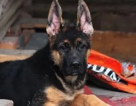 德国牧羊犬|德国牧羊犬吃的太多会出现哪些情况