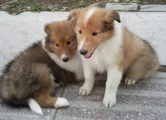 苏格兰牧羊犬|苏格兰牧羊犬总咬自己的尾巴该怎么办