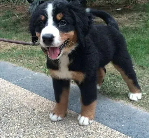 伯恩山犬|怎么预防和治疗伯恩山犬角膜炎