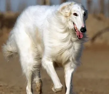 苏俄猎狼犬的日常护理 注意指甲的修剪 | 苏俄猎狼犬