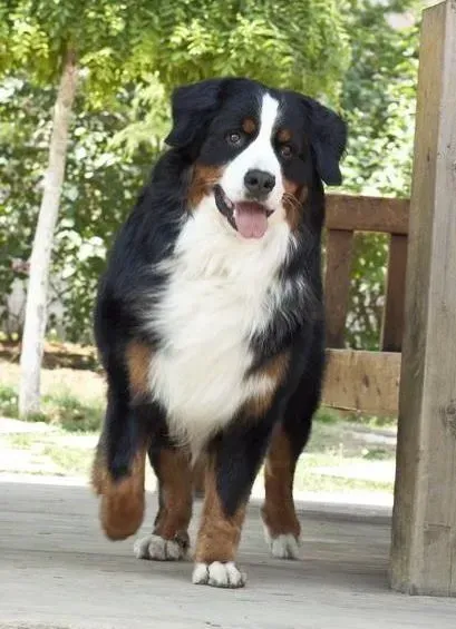伯恩山犬|两个多月的伯恩山犬需要接种什么样的疫苗