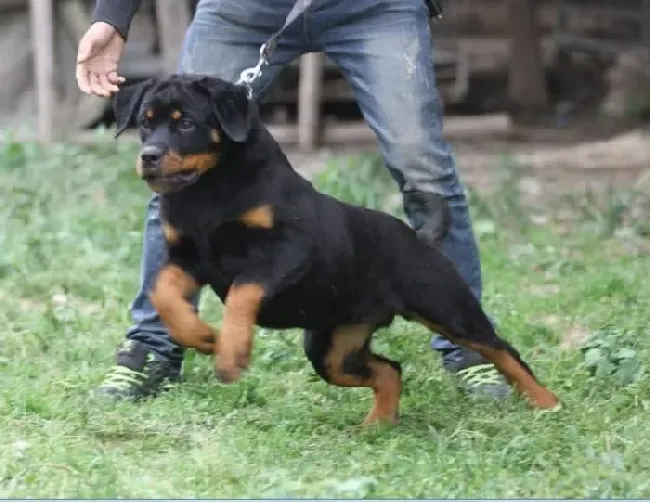 罗威纳犬|如何正确护理罗威纳犬受伤的脚