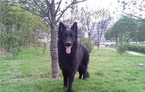 比利时牧羊犬与黑熊犬 黑熊犬头部短吻部宽 | 比利时牧羊犬