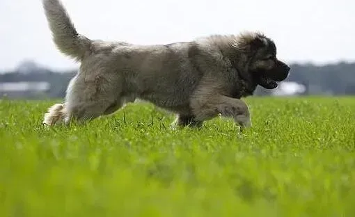 高加索犬|鱼与熊掌可兼得 如何在饲养高加索犬时保持室内清洁