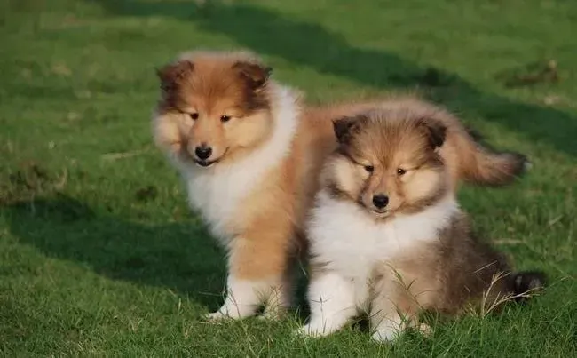 苏格兰牧羊犬|40天的苏格兰牧羊犬不排便怎么办