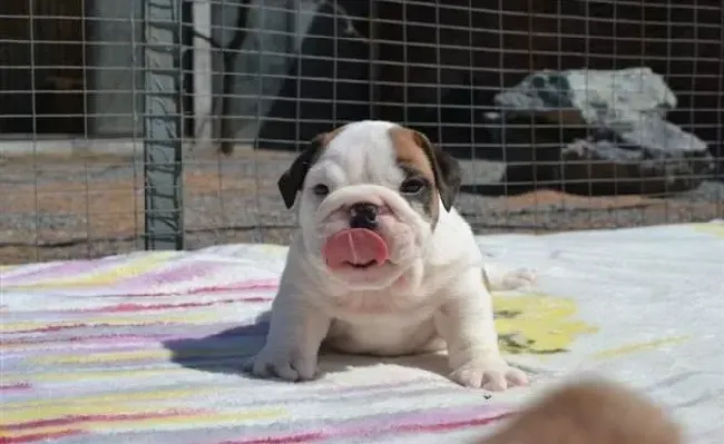 英国斗牛犬|一个多月的斗牛犬走路站不稳是不是残疾