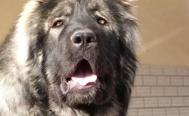 高加索犬|高加索口臭的原因 高加索口腔常见问题